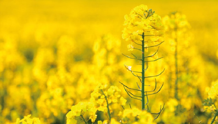 МЭЗ «Маслов» будет запущен в 2026 году