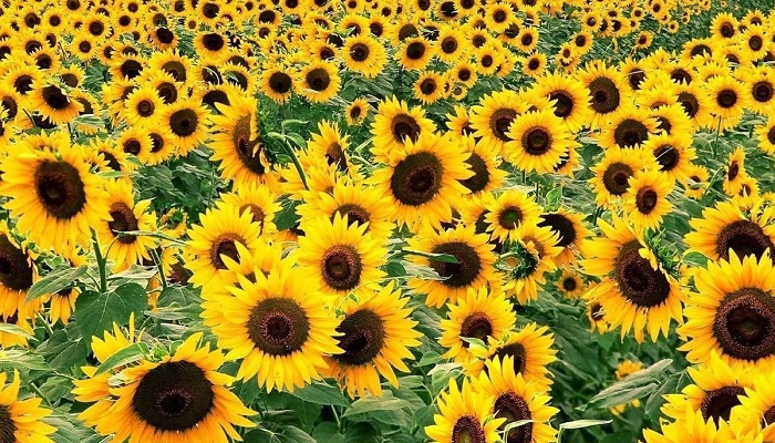 Ruseed: снижение урожайности подсолнечника — глобальная тенденция