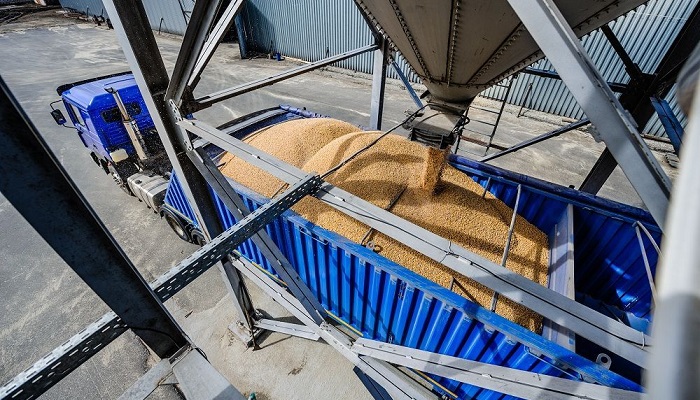 Плечистая пшеница. Путь российского зерна до экспорта удлинился и подорожал