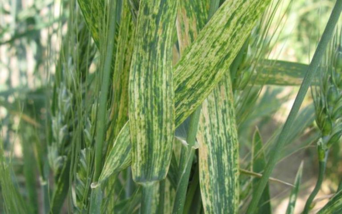 Вирус мозаики пшеницы (Wheat Streak Mosaic Virus, WSMV): Подробный обзор