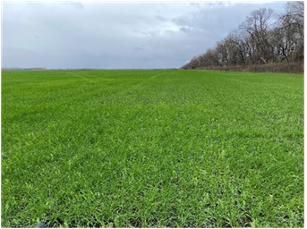 Осеннее обследование посевов озимых культур