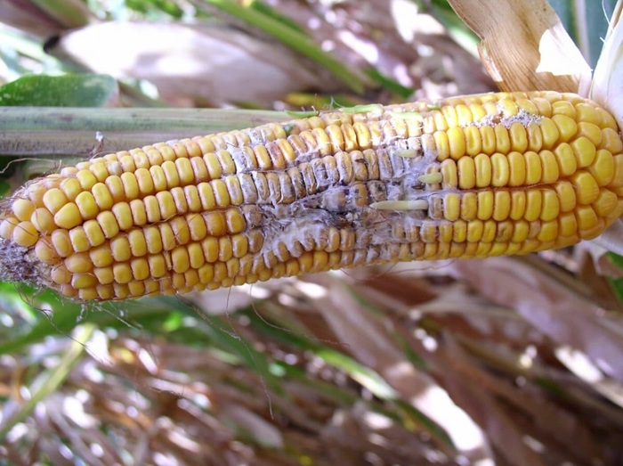 Сердечная гниль (Kernel rot)