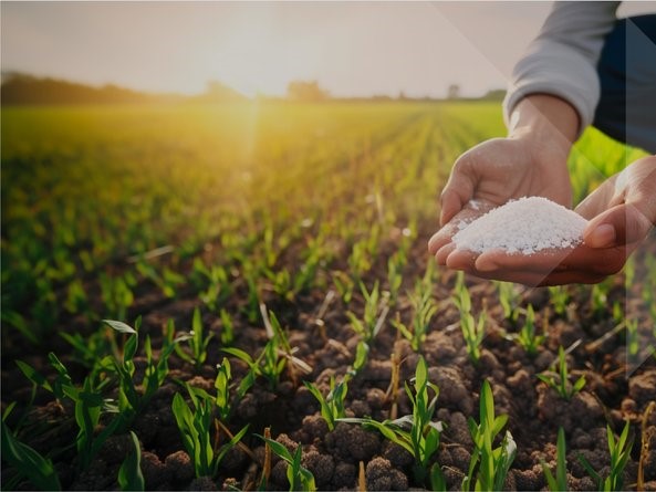 Совместное выращивание гречихи и овса