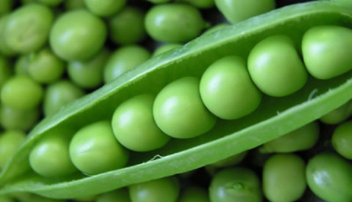 Избыток гороха в России: вызовы и перспективы для фермеров в 2025 году