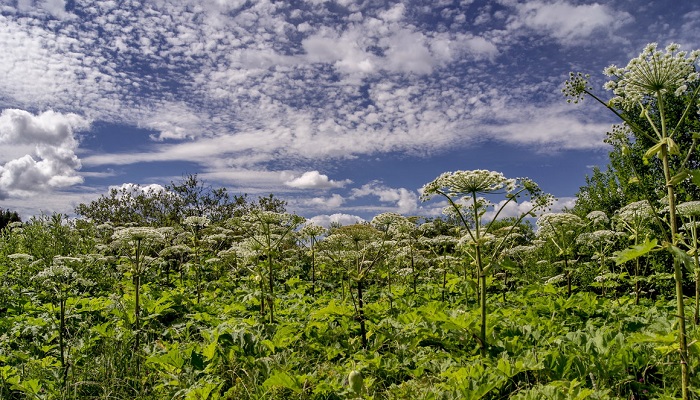 Обязанности собственников земельных участков по борьбе с инвазивными растениями: новый закон и его последствия