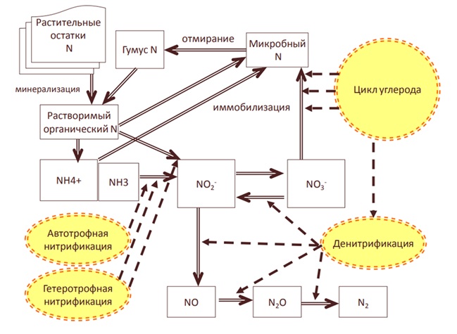 Нитрификация и денитрификация