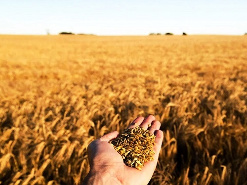Хорошие вибрации – сушка зерна с помощью радиоволн