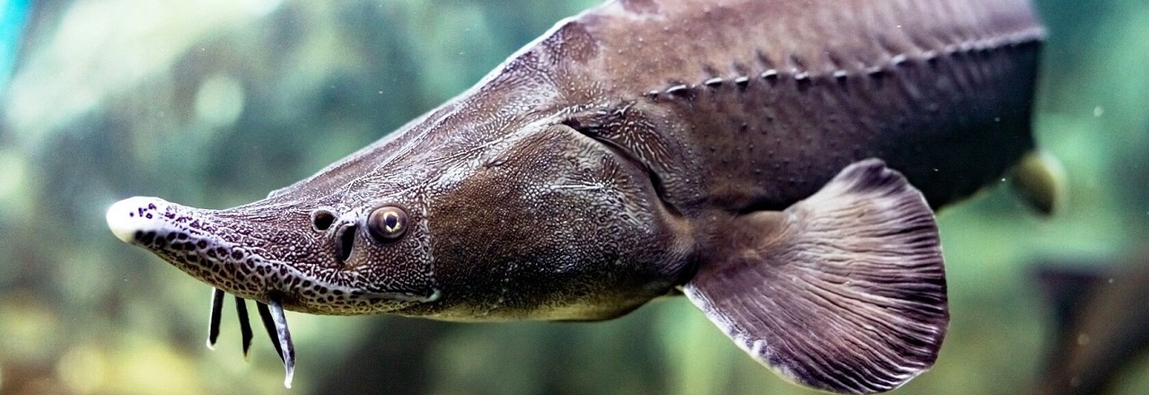 Гидробионт