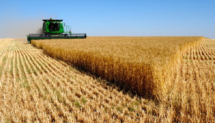 Уборка зерна в России: новые рекорды и вызовы сезона