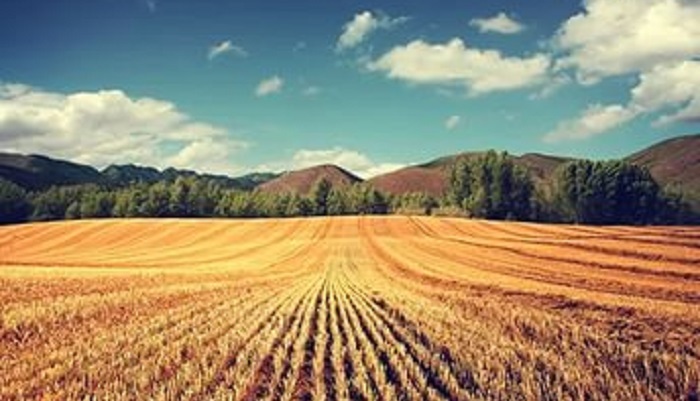 Прогнозы урожая зерна в России: заморозки и их последствия