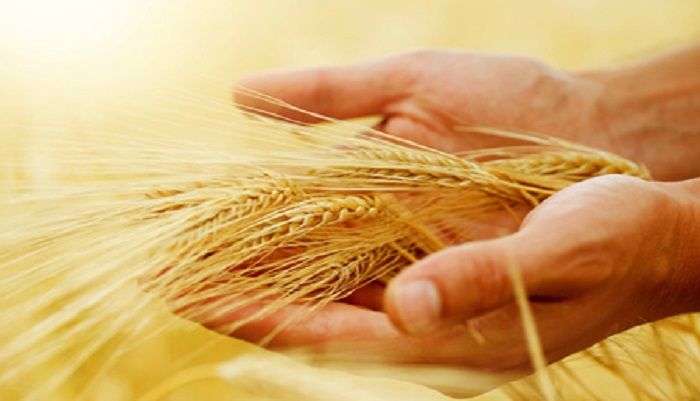 Об экспорте российского зерна рассказали на III Международном Дальневосточном зерновом форуме