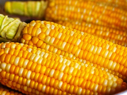 Сорта и виды кукурузы