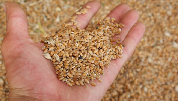 Вениамин Кондратьев: Краснодарский край планирует собрать не менее 12,4 миллиона тонн зерновых