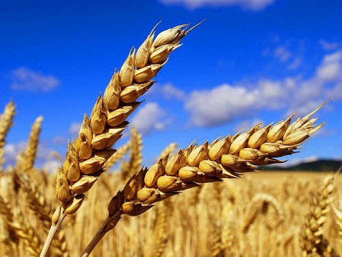 Товарная классификация пшеницы
