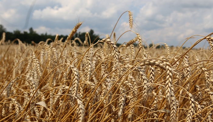 Новая пшеница преимущественно относится к 4-му классу