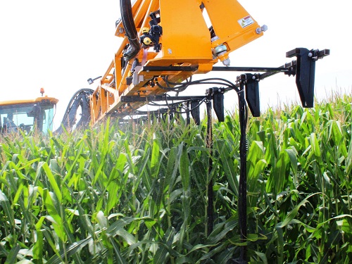 Подкормка кукурузы. Сроки и способы их внесения