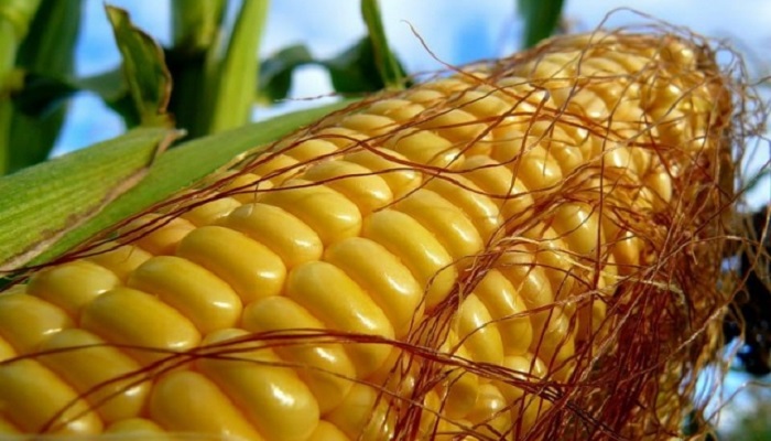 Приморье увеличивает экспорт кукурузы