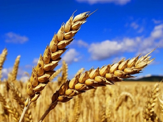 Продажа зерновых, зернобобовых, масличных и продукции переработки на Зерноинфо