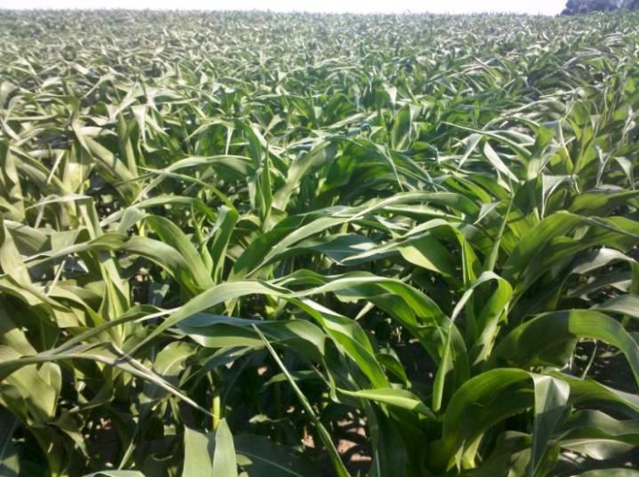 Влияние засухи на кукурузу и сою