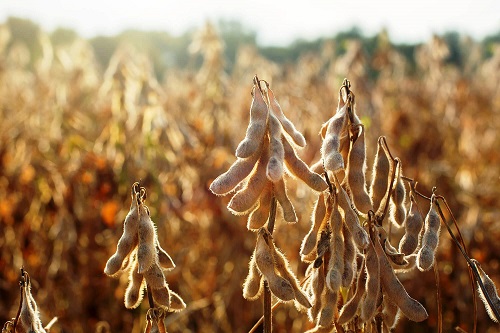 Соя сапонин-β-глюкозидаза придает сое устойчивость к стручковому злату ( Leguminivora glicinivorella )