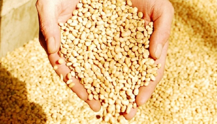 Соевый парадокс: Россия кормит Европу, а аграрии остаются в минусе