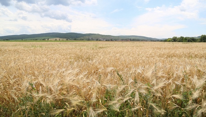 «Сорняк закрывает рынок»: как обычные растения и насекомые блокируют экспорт зерна