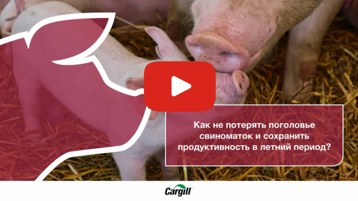 Как не потерять поголовье свиноматок и сохранить продуктивность в летний период?