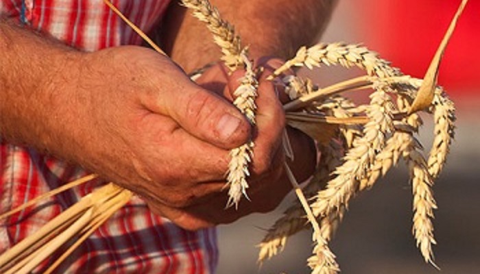 Анализ рынка зерна: неделя с 11 по 17 марта 2026 года