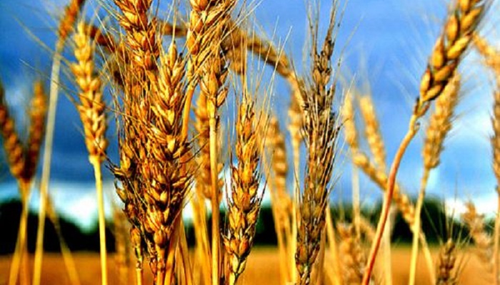 Экспортные пошлины на пшеницу и кукурузу: нулевые ставки сохраняются