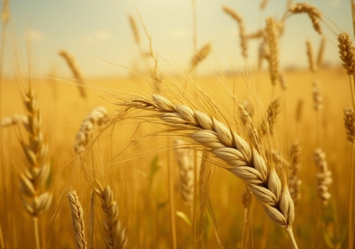 Система для оценки адаптации пшеницы (Triticum aestivum) в разных средах к тепловому стрессу