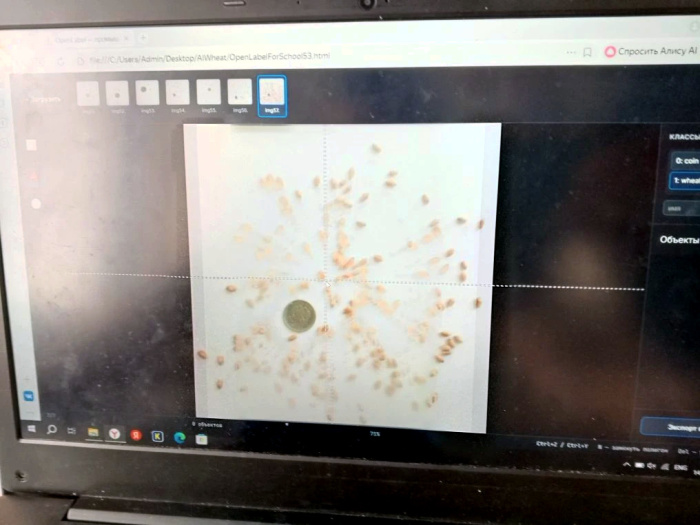 Школьники агротехклассов помогают молодым ученым Алтайского ГАУ обучить нейросеть для распознавания сортов пшеницы
