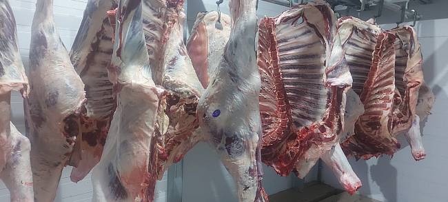 Четвертины быков