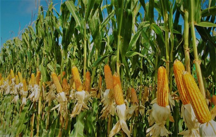 Оценка кукурузы для определения приоритетов сбора урожая